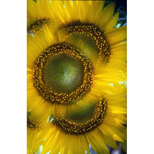 Massachusetts, Abstract of sunflowers